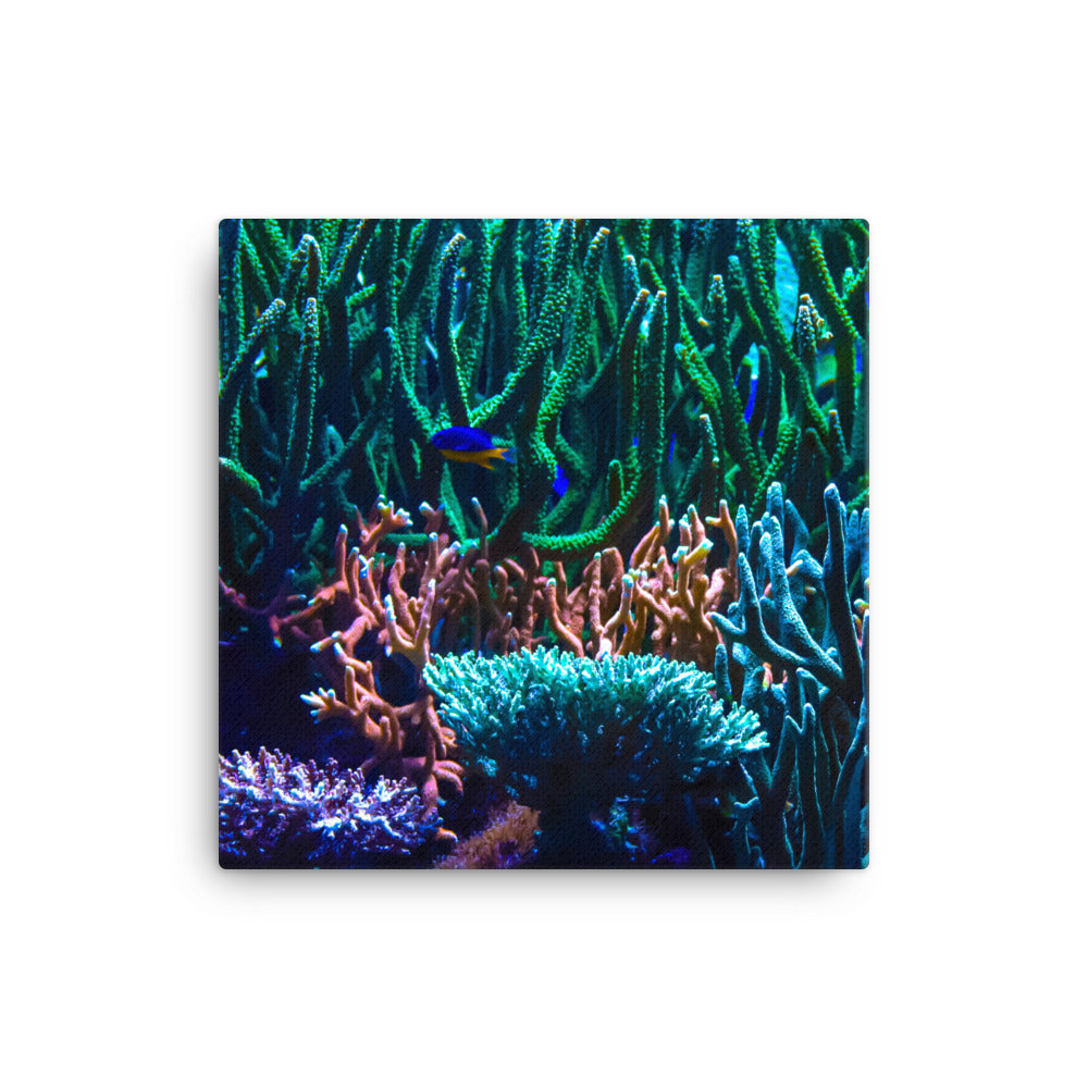 Limestone Forest - Canvas - Coral Reef Photography Art