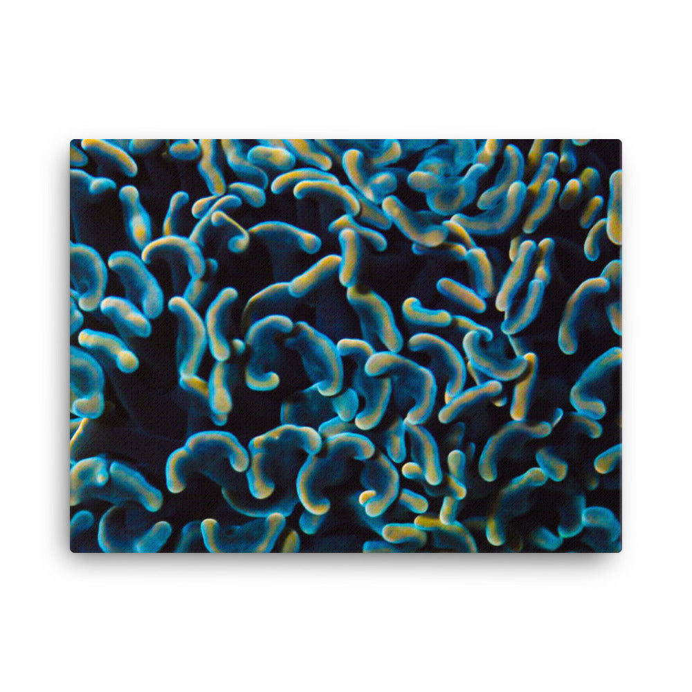 Below The Horizon - Canvas - Coral Reef Photography Art