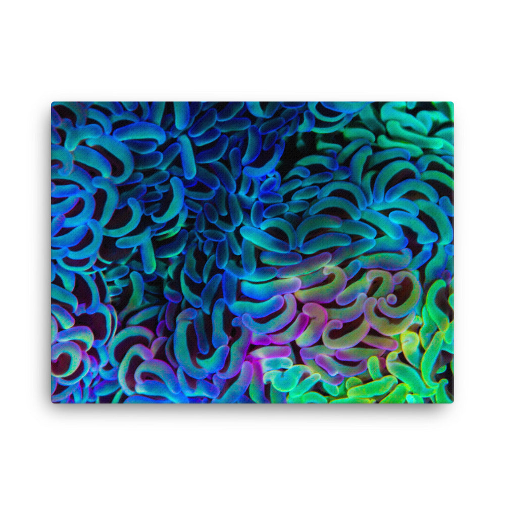 Aurora - Canvas - Coral Reef Photography Art