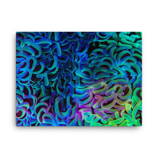 Aurora - Canvas - Coral Reef Photography Art