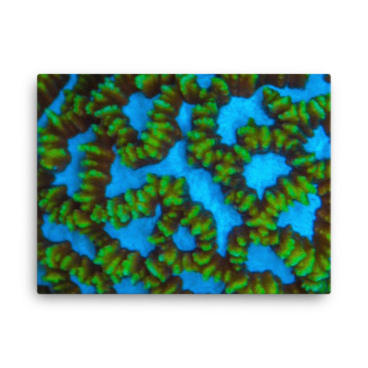 Blue Domino - Canvas - Coral Reef Photography Art