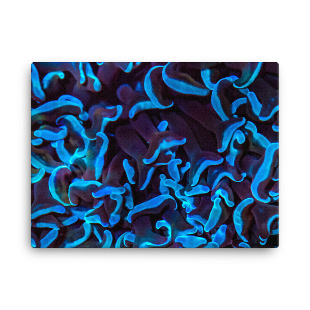 Chocolate Tides  - Canvas - Coral Reef Photography Art