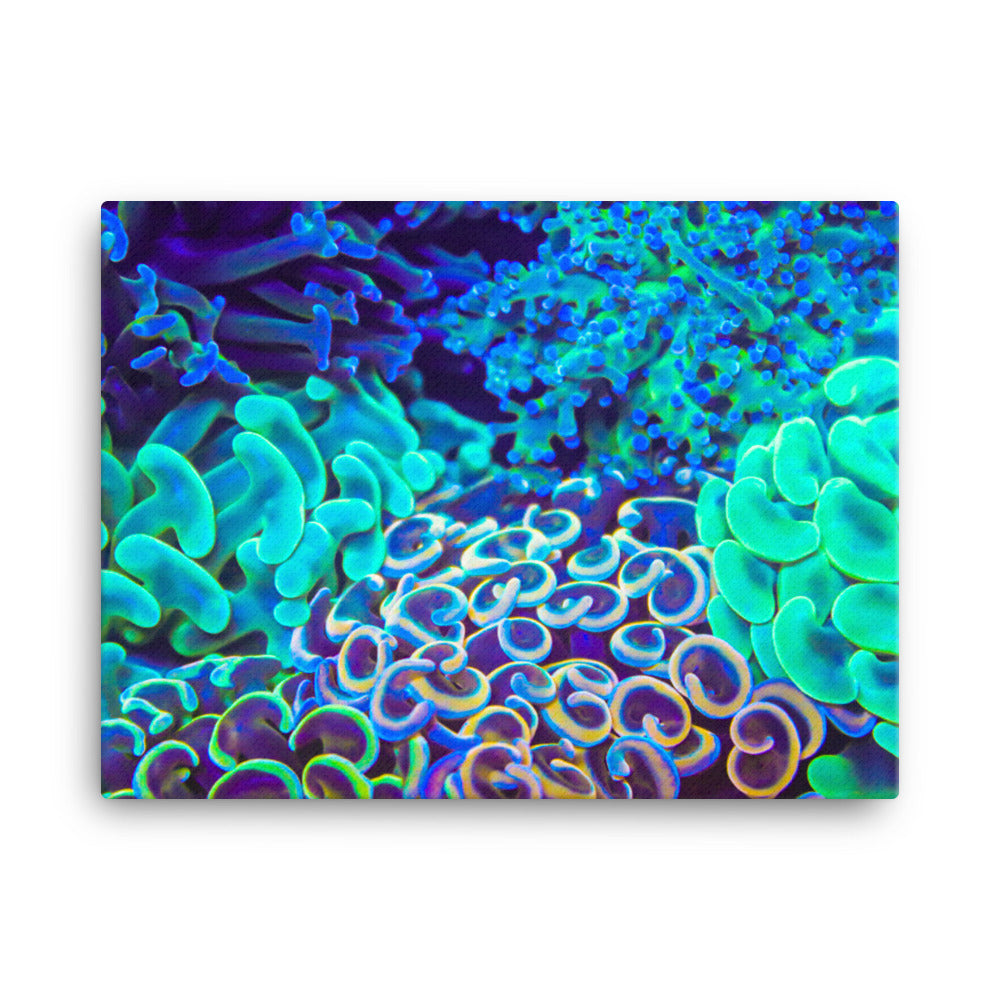 Coral Bouquet - Canvas - Coral Reef Photography Art