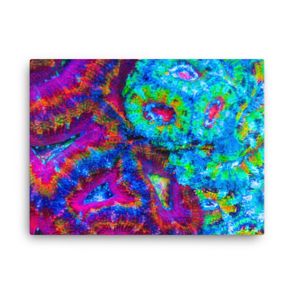 DreamWeaver  - Canvas - Coral Reef Photography Art