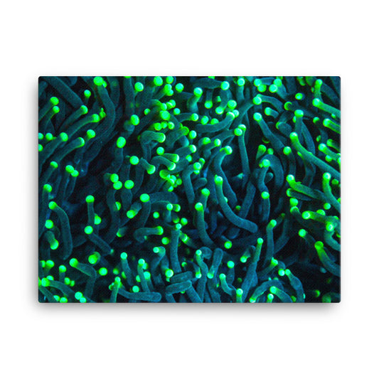 Firefly Rockets  - Canvas - Coral Reef Photography Art