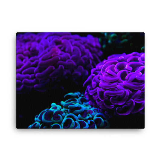 Joanna  - Canvas - Coral Reef Photography Art