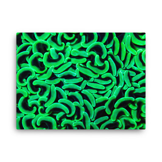 The Riddlers Rug - Canvas - Coral Reef Photography Art