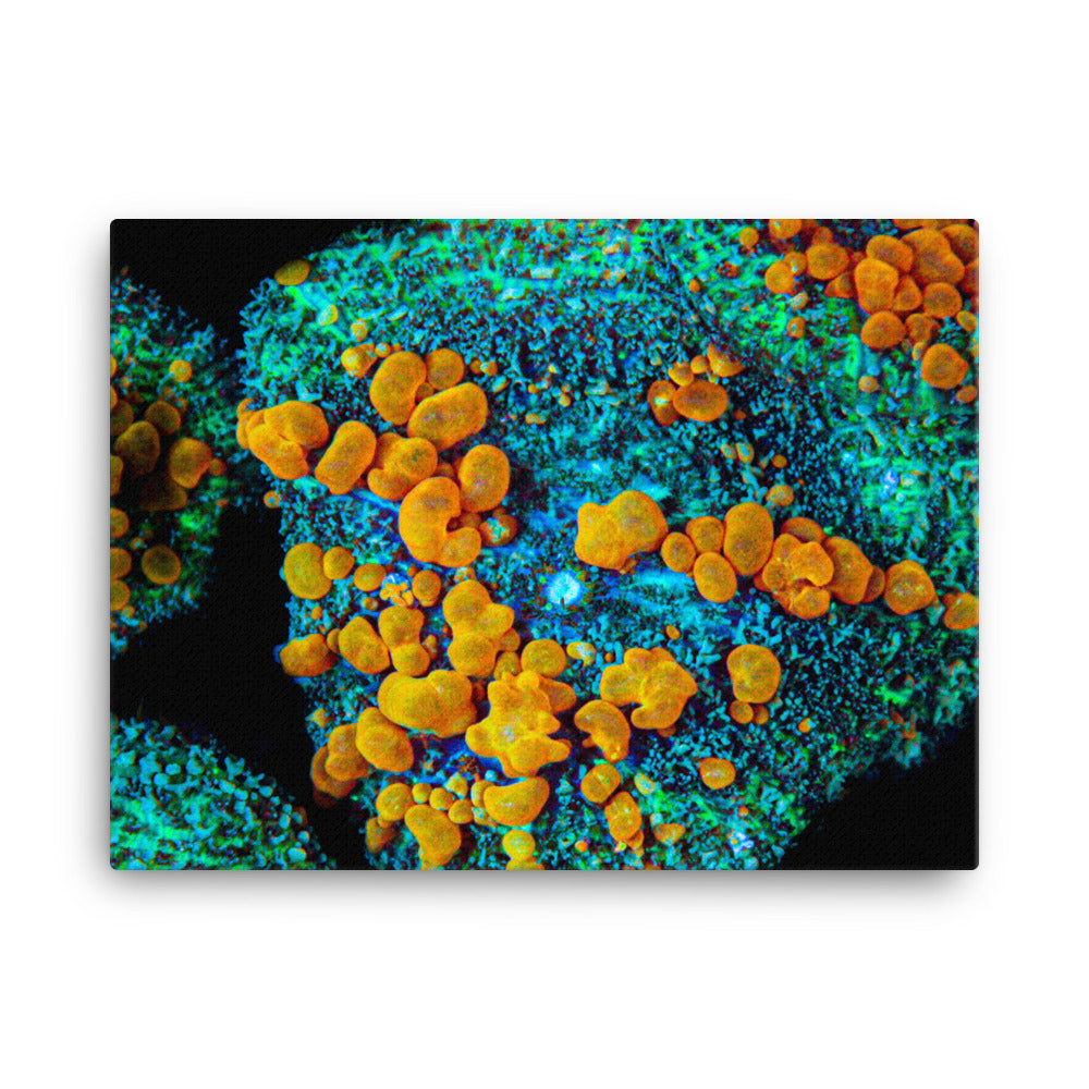Breakout - Canvas - Coral Reef Photography Art