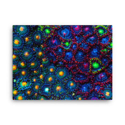 Turf War  - Canvas - Coral Reef Photography Art
