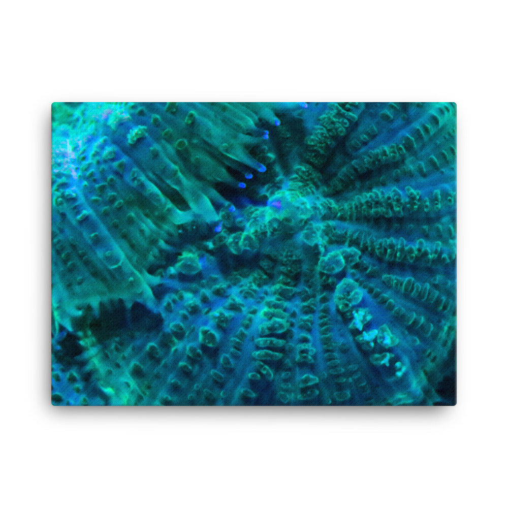 Green Testudo - Canvas - Coral Reef Photography Art