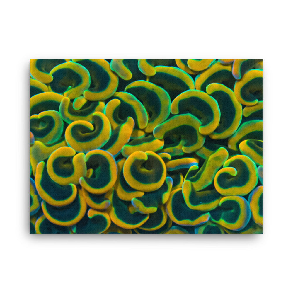 Yellow Brick Rainbow Road - Canvas - Coral Reef Photography Art