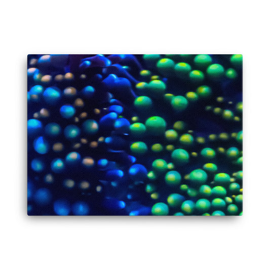 Inside The Equalizer - Canvas - Coral Reef Photography Art