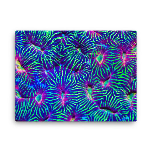 Jungle Stop - Canvas - Coral Reef Photography Art