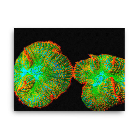 Lizard Frill - Canvas - Coral Reef Photography Art