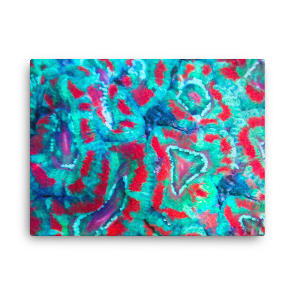 Ferr-Alligator - Canvas - Coral Reef Photography Art