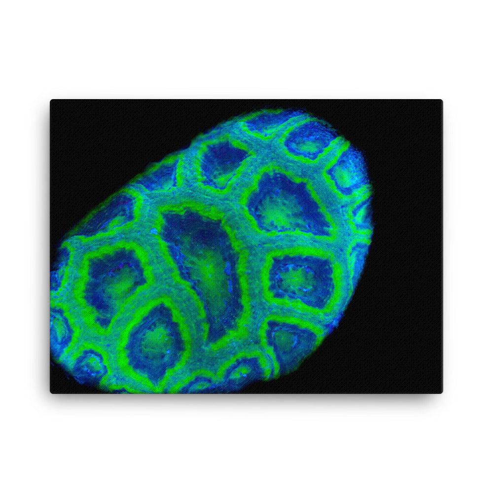 Green Petosky - Canvas - Coral Reef Photography Art