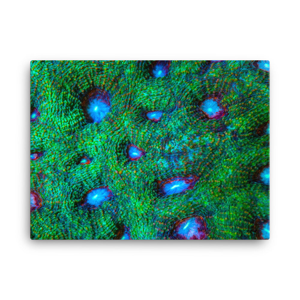 Land Of Ten Thousand Lakes - Canvas - Coral Reef Photography Art