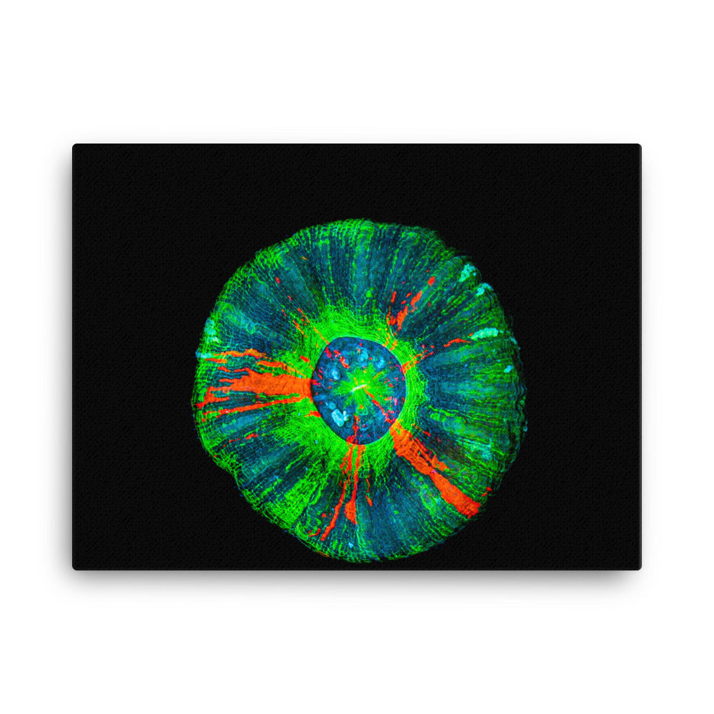 Oculus - Canvas - Coral Reef Photography Art