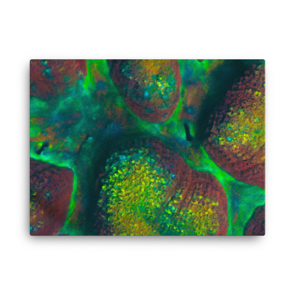 Rainbow Riverside - Canvas - Coral Reef Photography Art