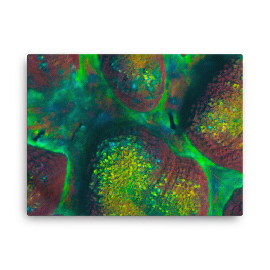 Rainbow Riverside - Canvas - Coral Reef Photography Art