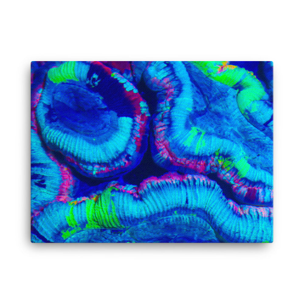 Rave Paint - Canvas - Coral Reef Photography Art