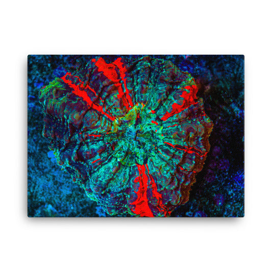 Red Radial - Canvas - Coral Reef Photography Art