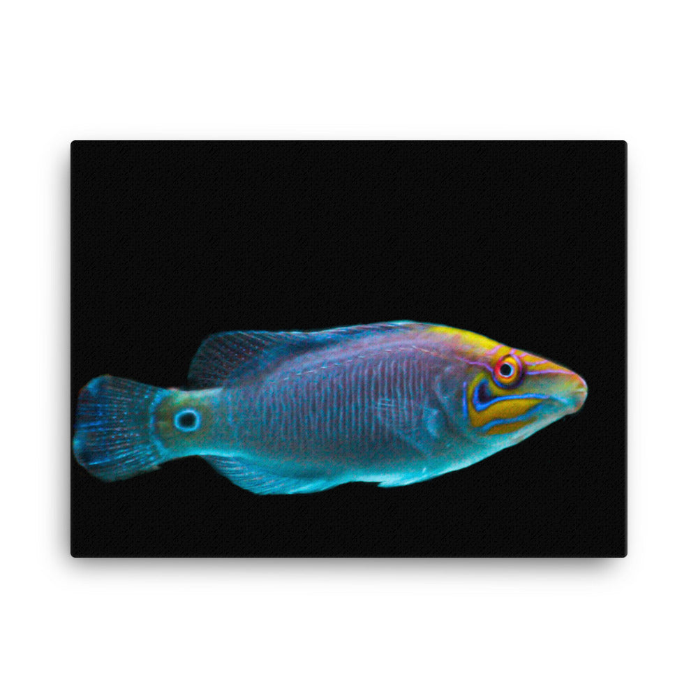 Fluores-Face - Canvas - Coral Reef Photography Art