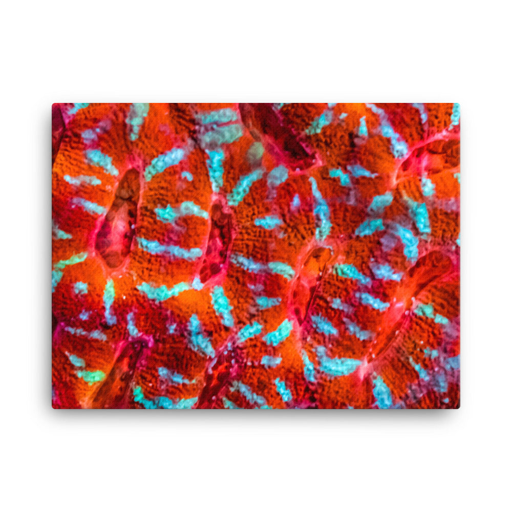 Turquoise Conchas - Canvas - Coral Reef Photography Art