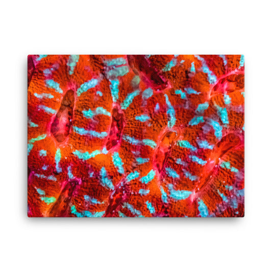 Turquoise Conchas - Canvas - Coral Reef Photography Art