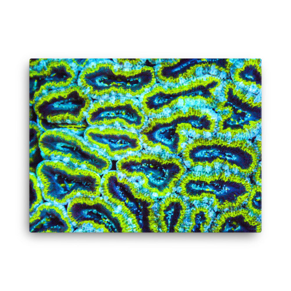 Victors - Canvas - Coral Reef Photography Art