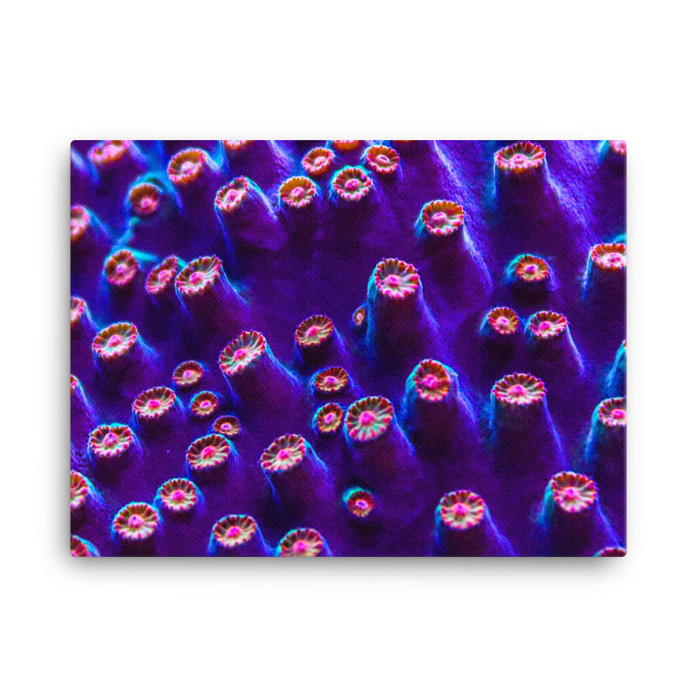 Cavern Wall  - Canvas - Coral Reef Photography Art