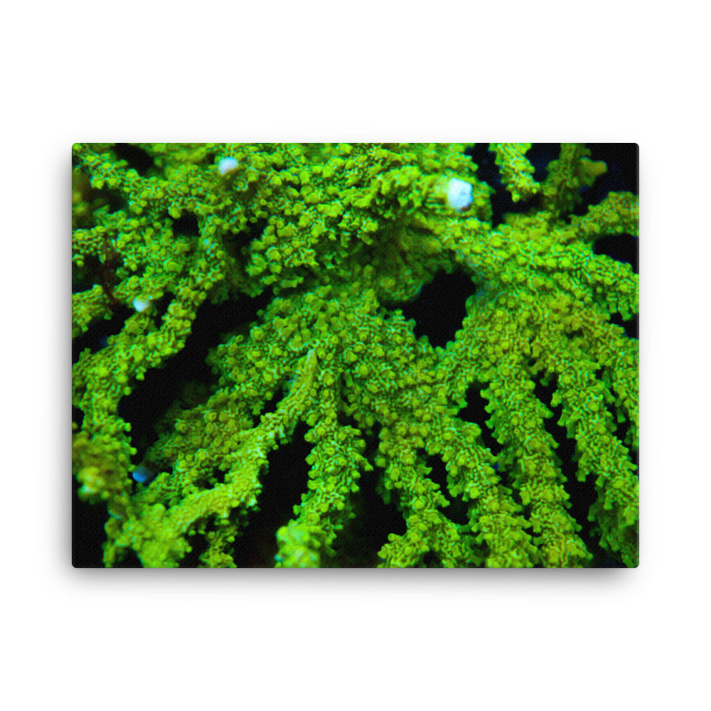 Davy Jones' Silhouette  - Canvas - Coral Reef Photography Art