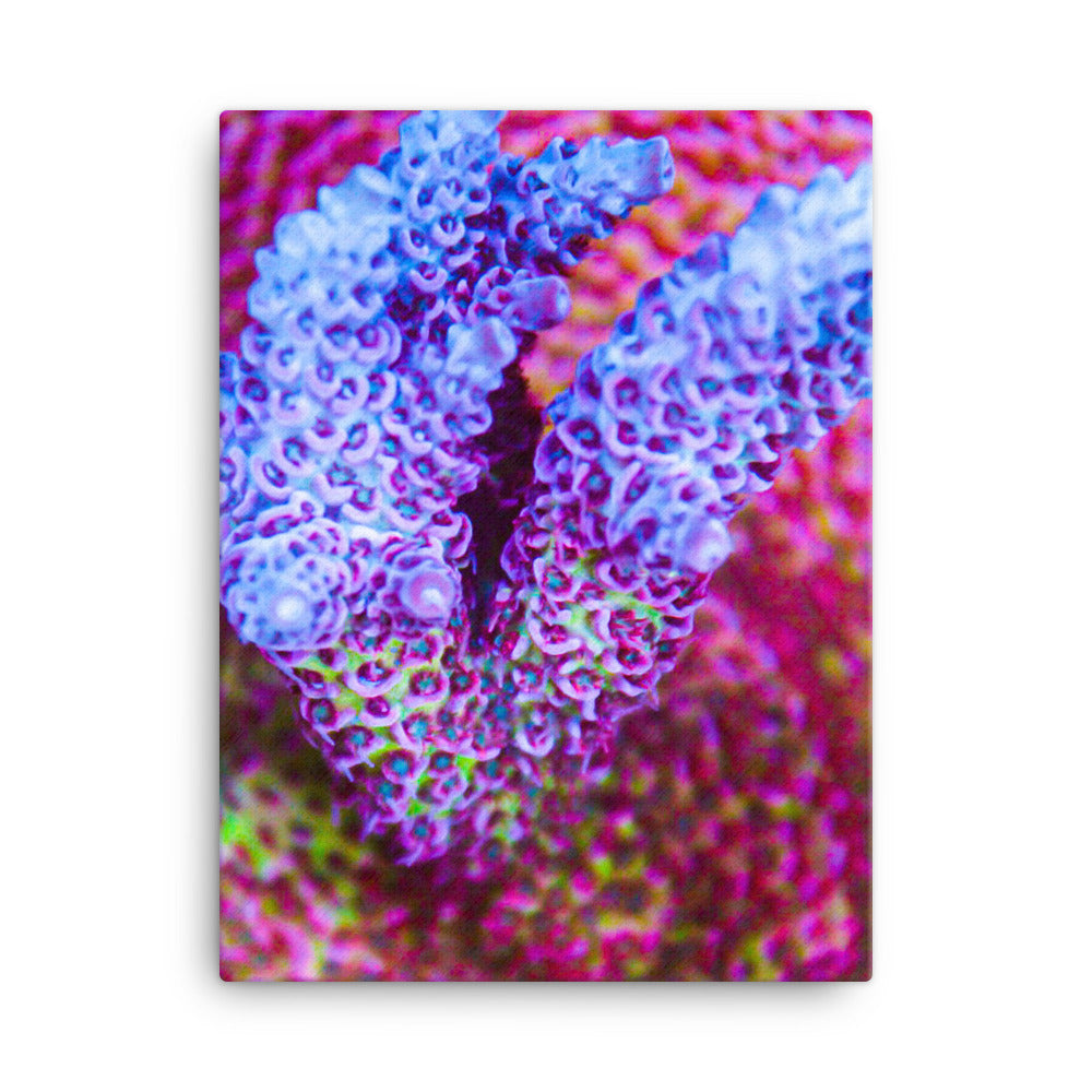 Frosted Tips - Canvas - Coral Reef Photography Art