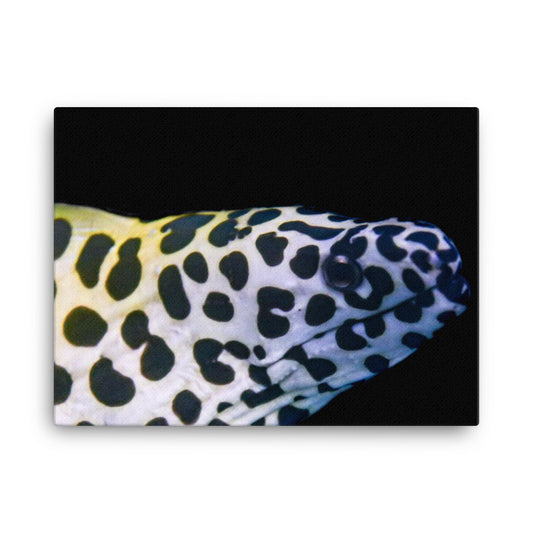 Blue In The Face - Canvas - Coral Reef Photography Art