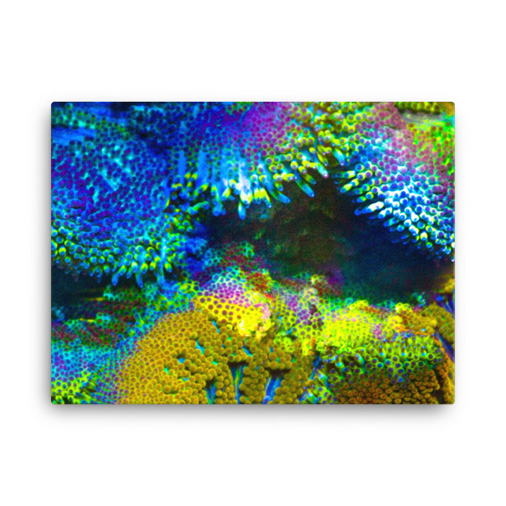 Shades Of Madness - Canvas - Coral Reef Photography Art