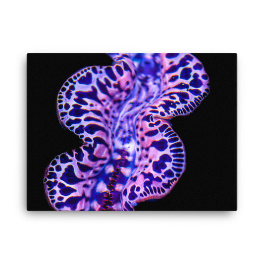 Plasma Portal - Canvas - Coral Reef Photography Art