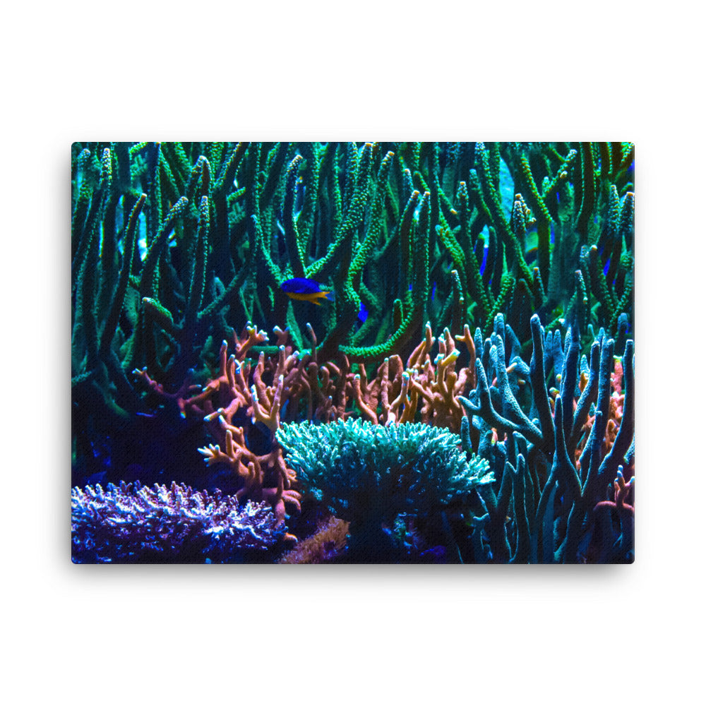 Limestone Forest - Canvas - Coral Reef Photography Art