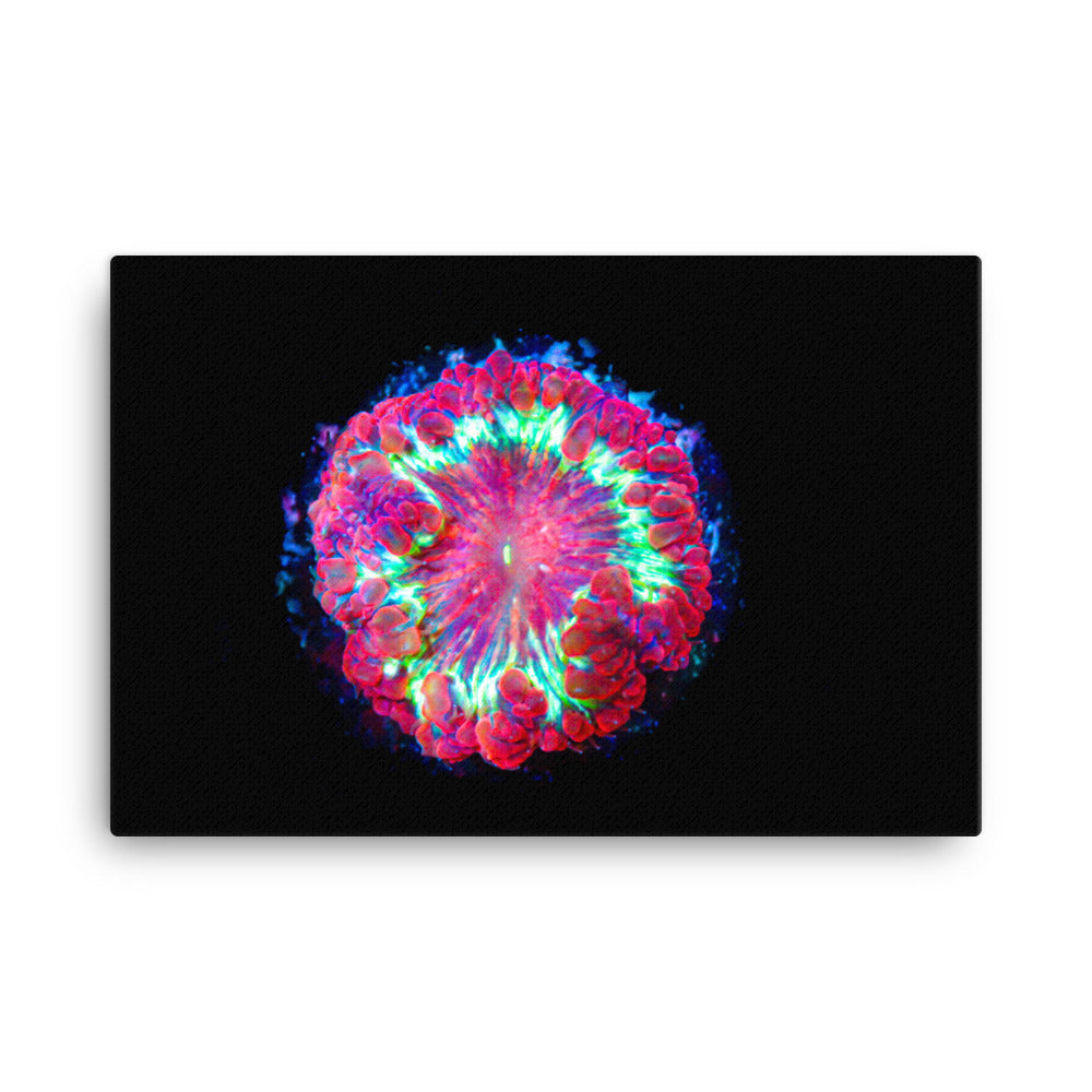 Blastonova - Canvas - Coral Reef Photography Art