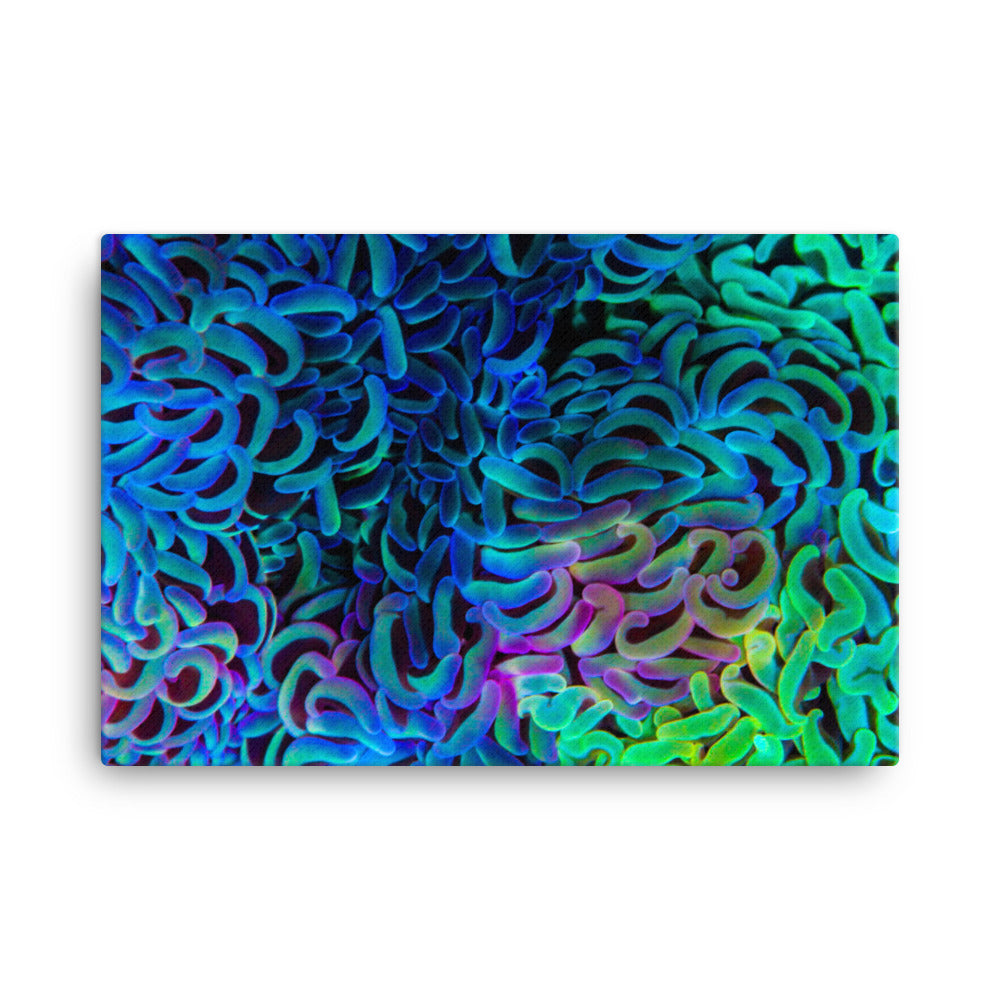 Aurora - Canvas - Coral Reef Photography Art