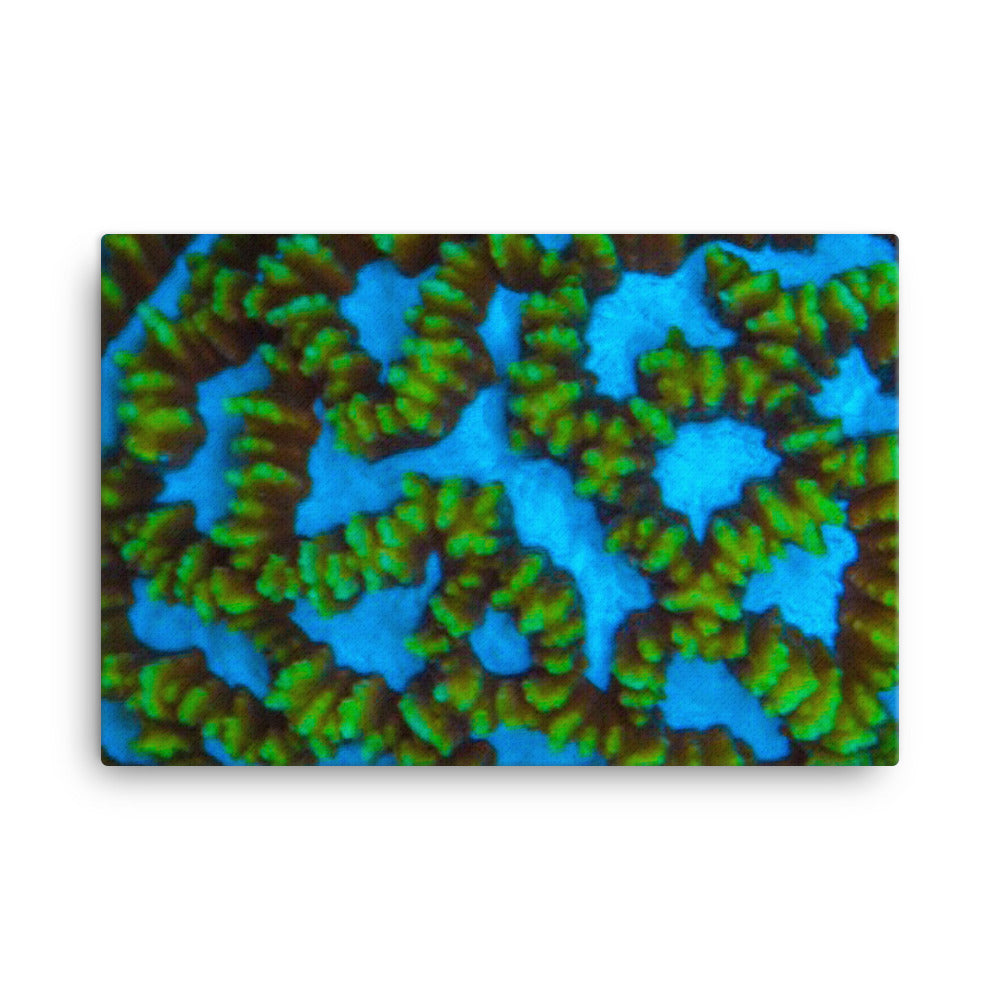 Blue Domino - Canvas - Coral Reef Photography Art