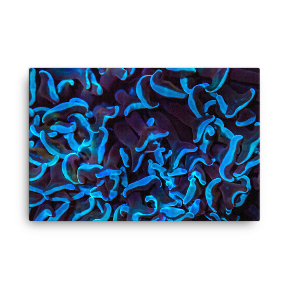 Chocolate Tides  - Canvas - Coral Reef Photography Art