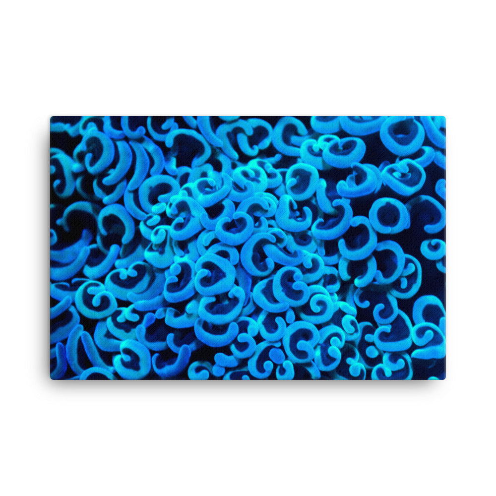 Cupid's Curls  - Canvas - Coral Reef Photography Art