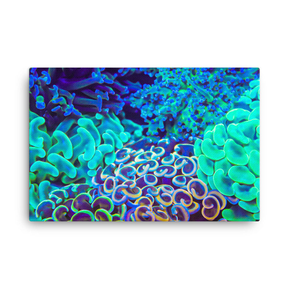 Coral Bouquet - Canvas - Coral Reef Photography Art