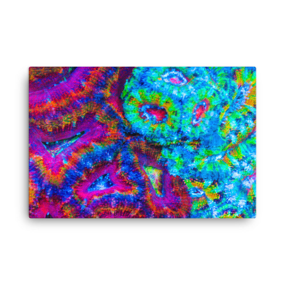 DreamWeaver  - Canvas - Coral Reef Photography Art