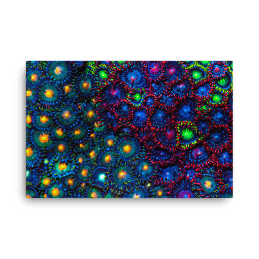 Turf War  - Canvas - Coral Reef Photography Art