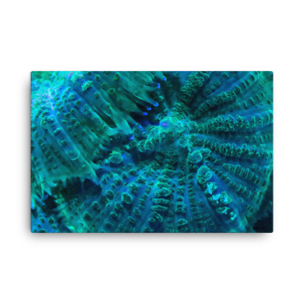 Green Testudo - Canvas - Coral Reef Photography Art