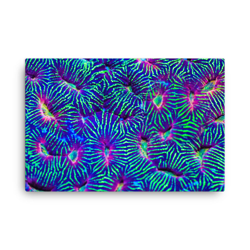 Jungle Stop - Canvas - Coral Reef Photography Art