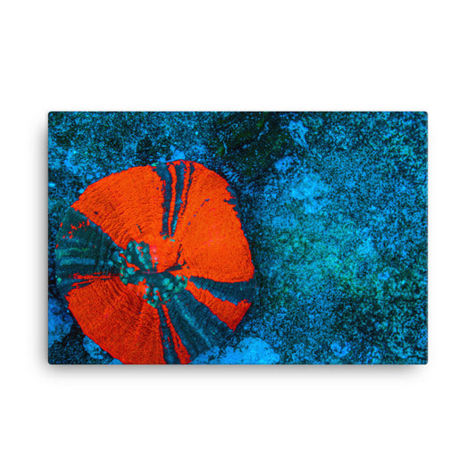 Artic Edge - Canvas - Coral Reef Photography Art