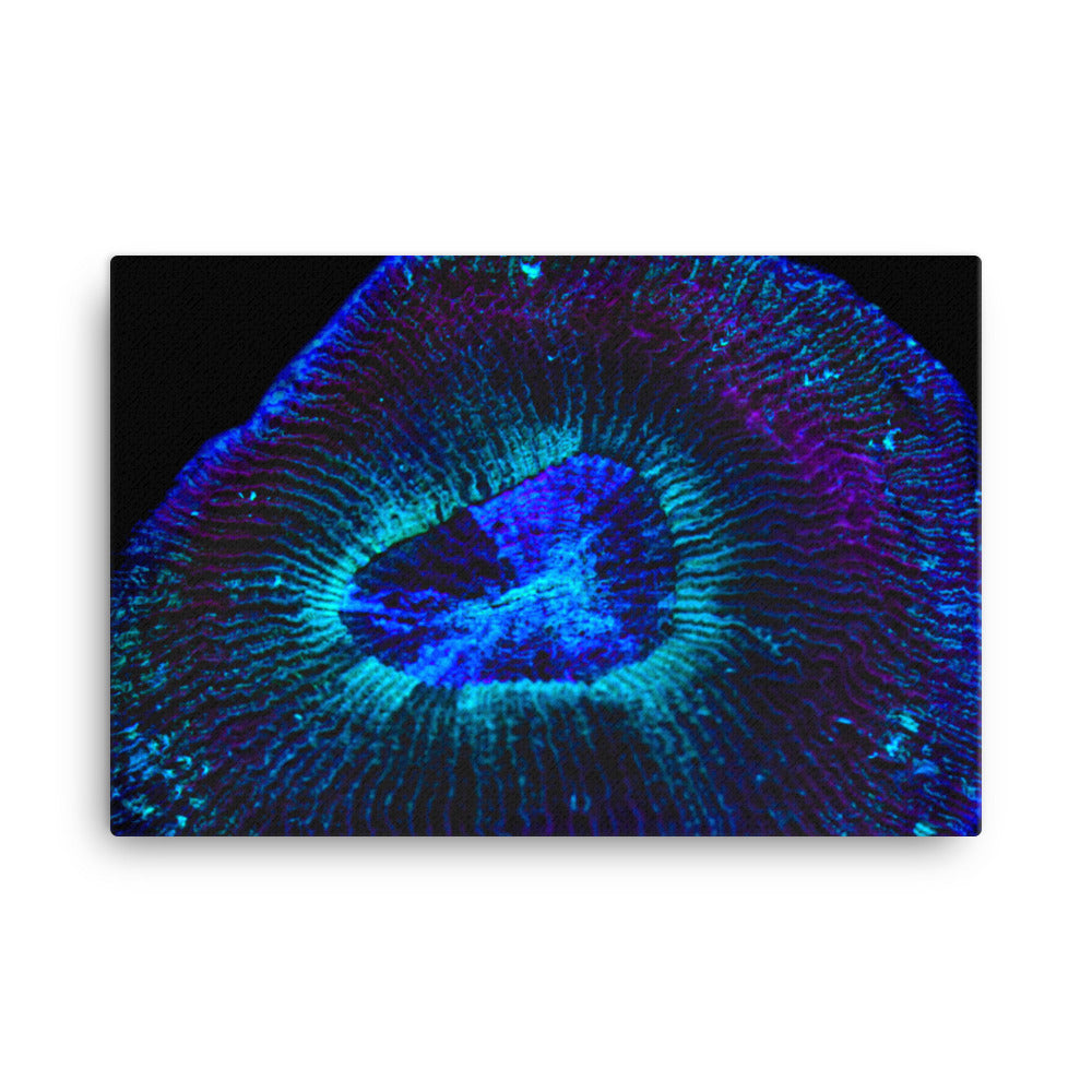Crown Geode - Canvas - Coral Reef Photography Art