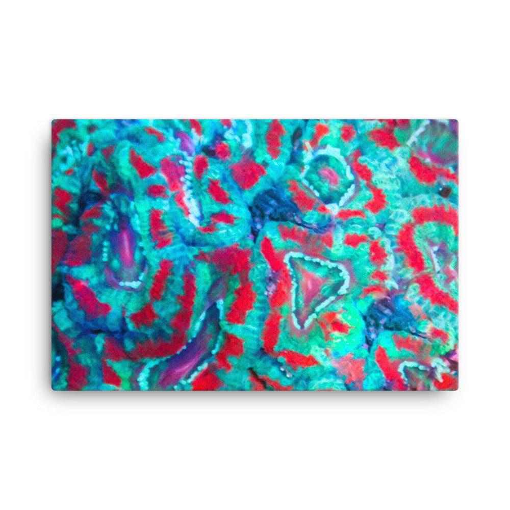 Ferr-Alligator - Canvas - Coral Reef Photography Art